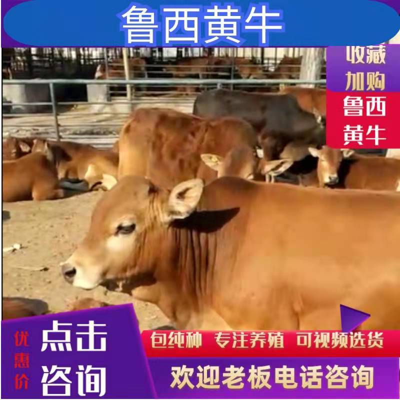 鲁西黄牛犊牛仔，牛苗肉牛犊，育肥牛犊小牛价格