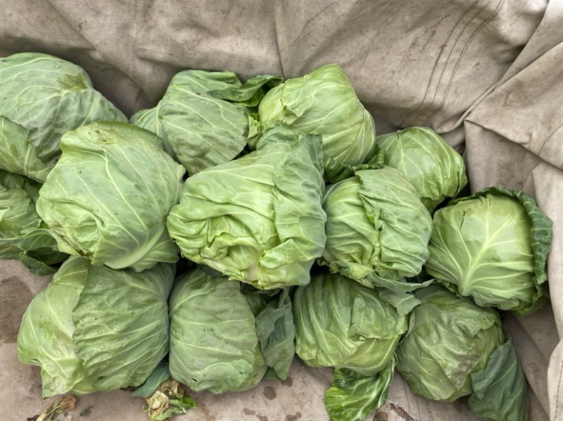精品甘蓝包菜