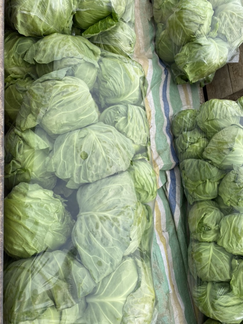 精品甘蓝包菜