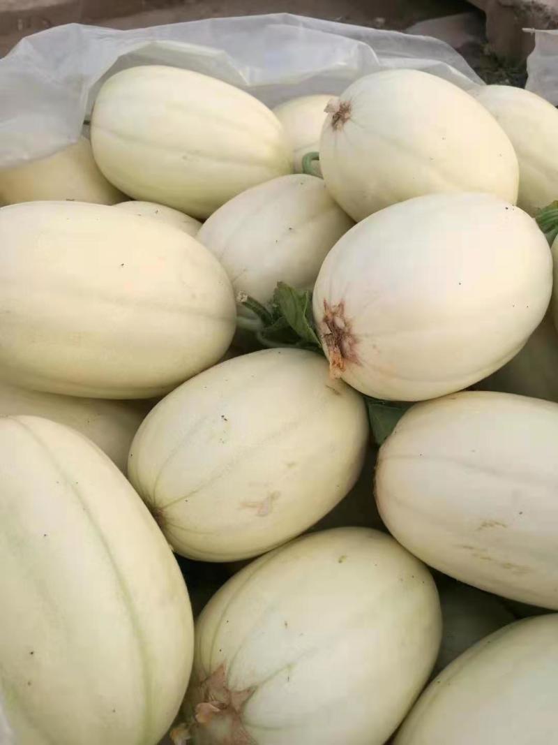 精品小甜瓜，产地直销，含糖量高，代发全国，随到随装