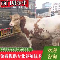 西门塔尔肉牛牛犊买十头送一头育肥牛繁育母牛