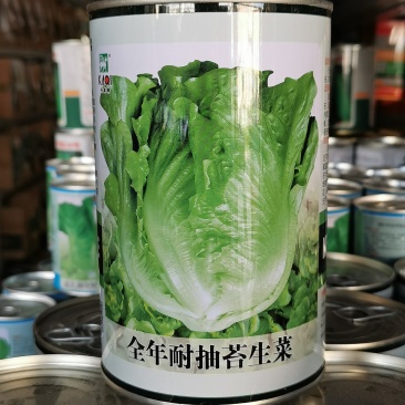 全年耐抽苔生菜种子耐雨抗病生菜种子300克原装