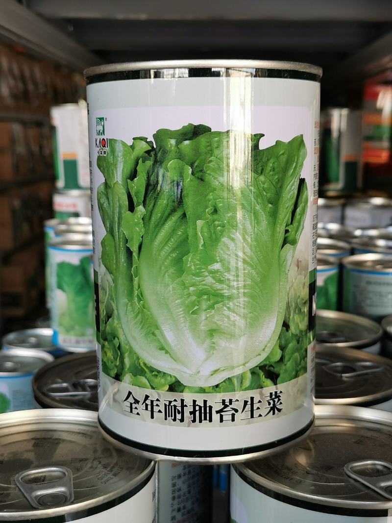全年耐抽苔生菜种子耐雨抗病生菜种子300克原装