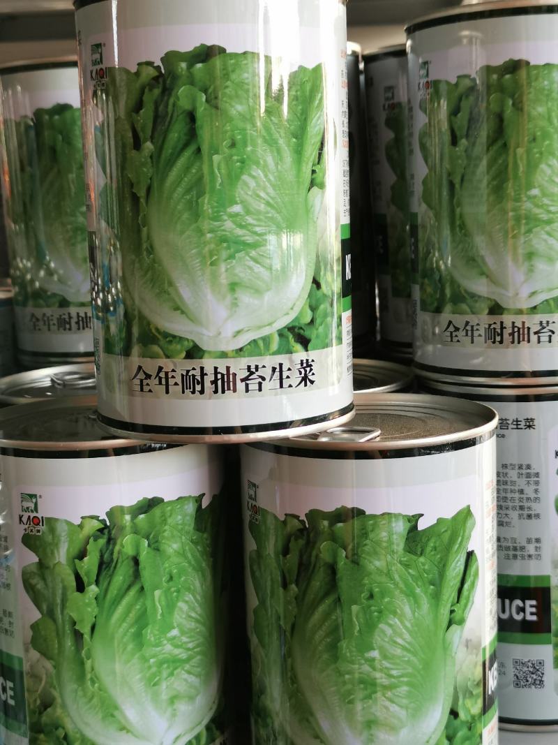 全年耐抽苔生菜种子耐雨抗病生菜种子300克原装
