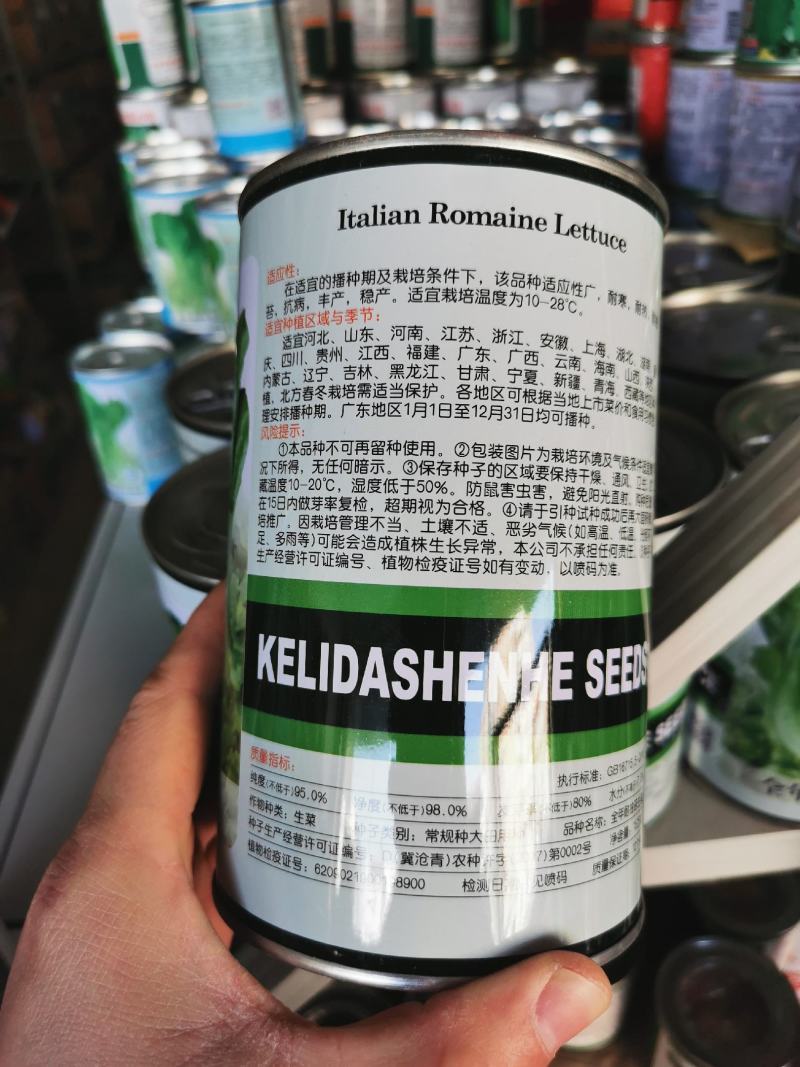 全年耐抽苔生菜种子耐雨抗病生菜种子300克原装