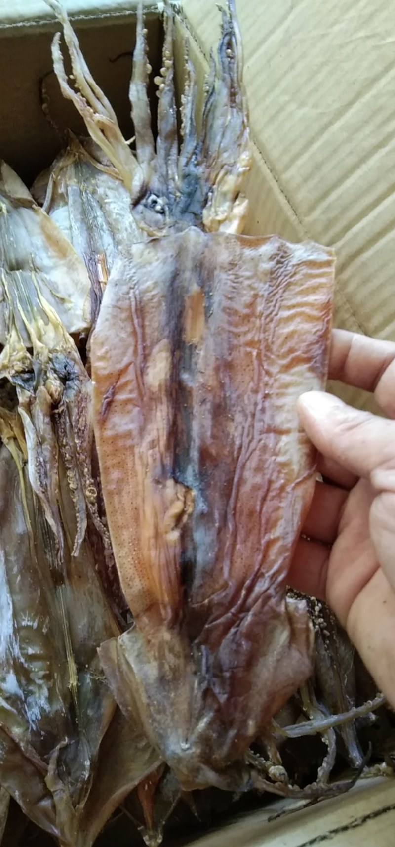 阿根廷鱿鱼！烧烤鱿鱼！可水发！淡干！一斤10头左右！