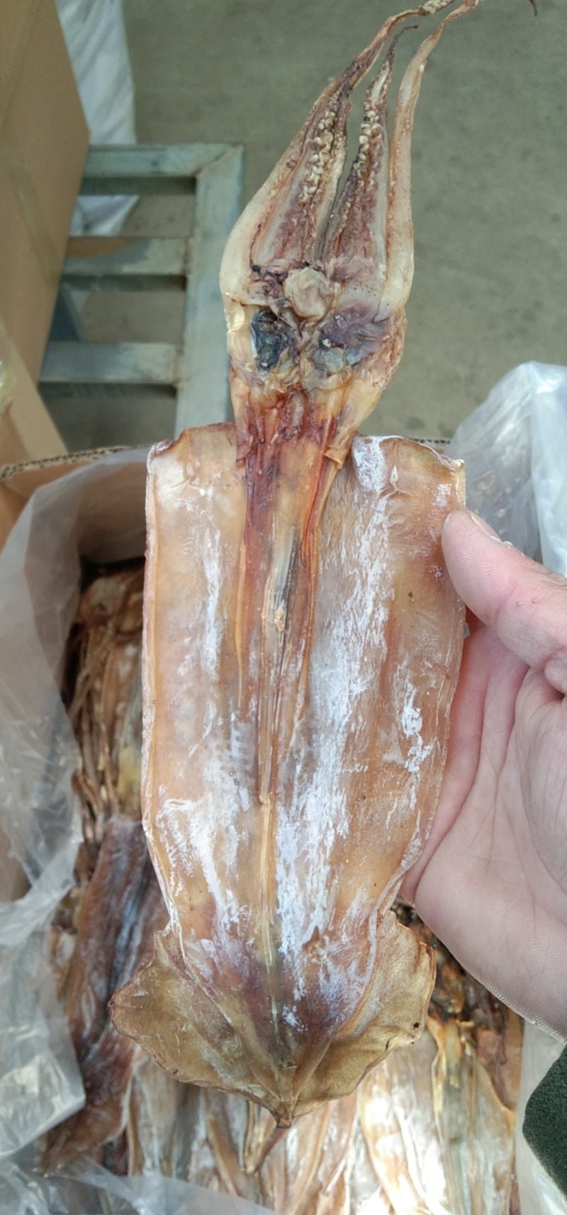 阿根廷鱿鱼！烧烤鱿鱼！可水发！淡干！一斤10头左右！