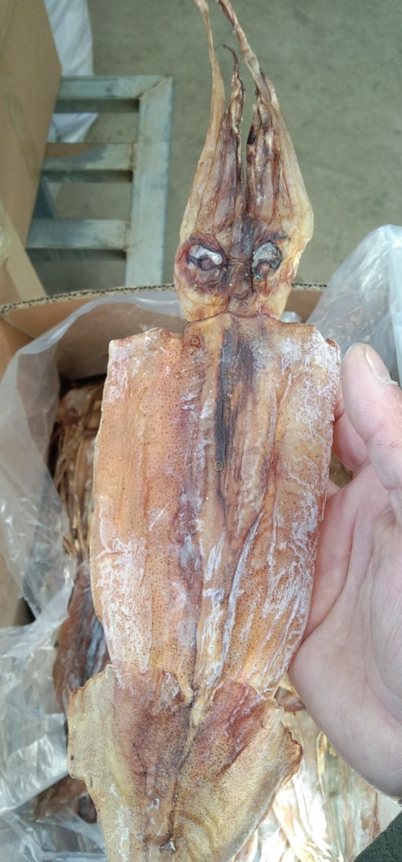 阿根廷鱿鱼！烧烤鱿鱼！可水发！淡干！一斤10头左右！