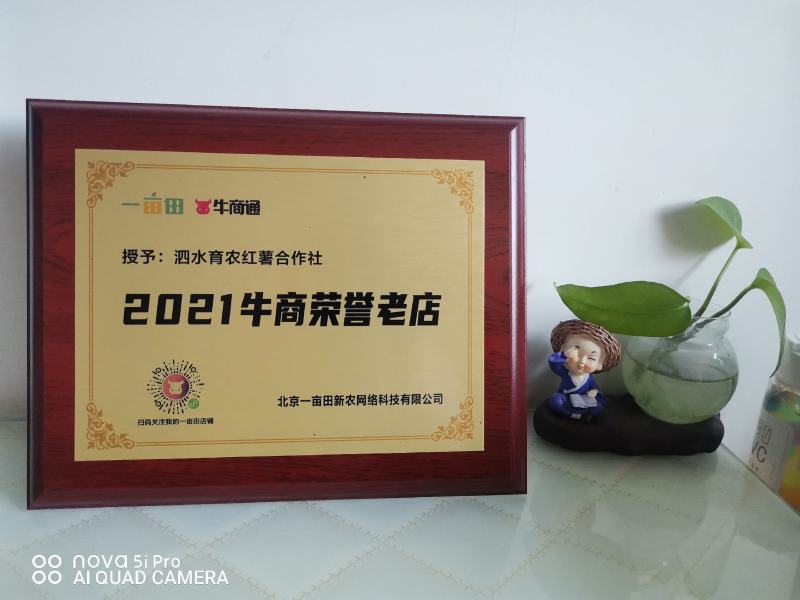山东烟薯苗，烟薯25红薯苗，扩繁大田苗，现货脱毒原种