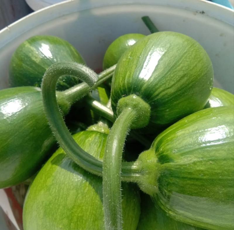 新鲜蔬菜小南瓜农家自种嫩南瓜小南瓜绿皮青南瓜嫩南瓜现摘小