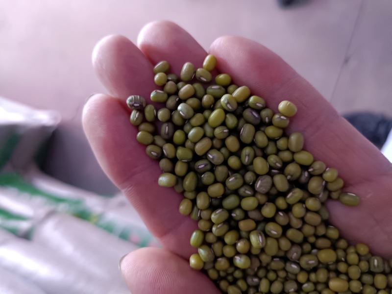 绿豆芽豆！进口！东北芽豆！品种齐全！一件起发