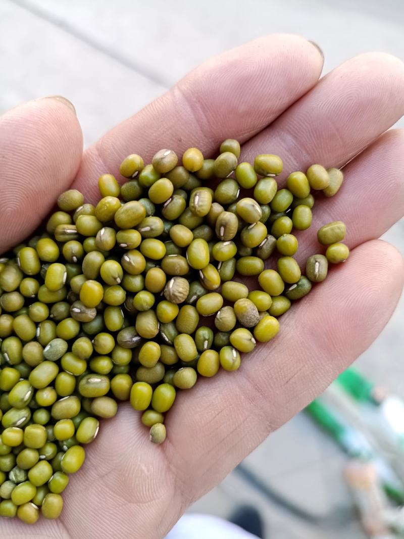 绿豆芽豆！进口！东北芽豆！品种齐全！一件起发