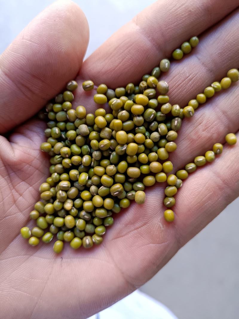 绿豆芽豆！进口！东北芽豆！品种齐全！一件起发