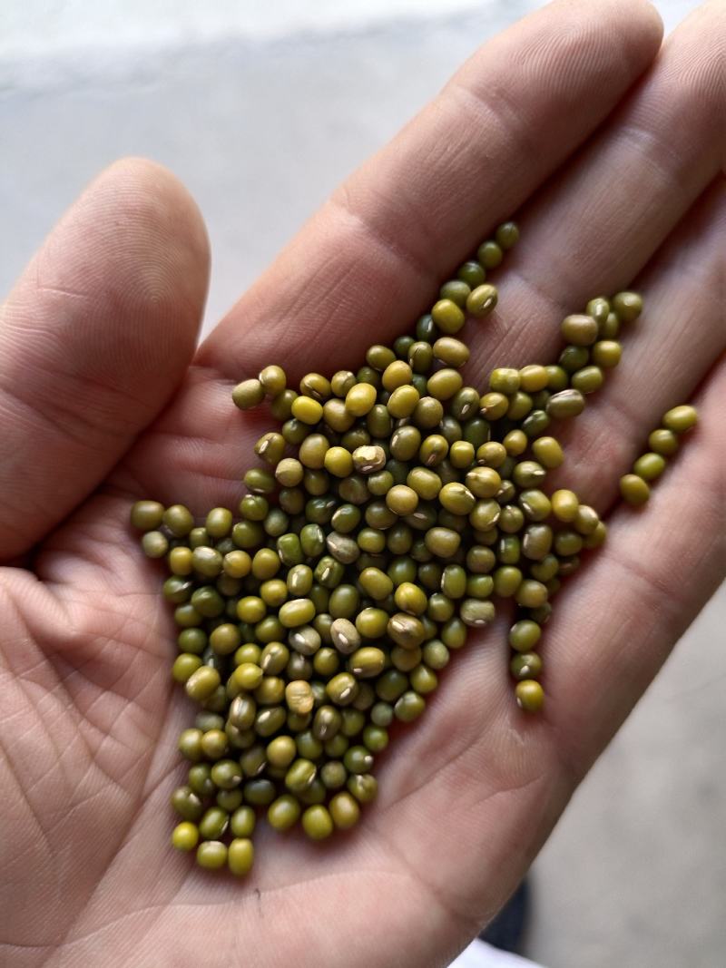 绿豆芽豆！进口！东北芽豆！品种齐全！一件起发