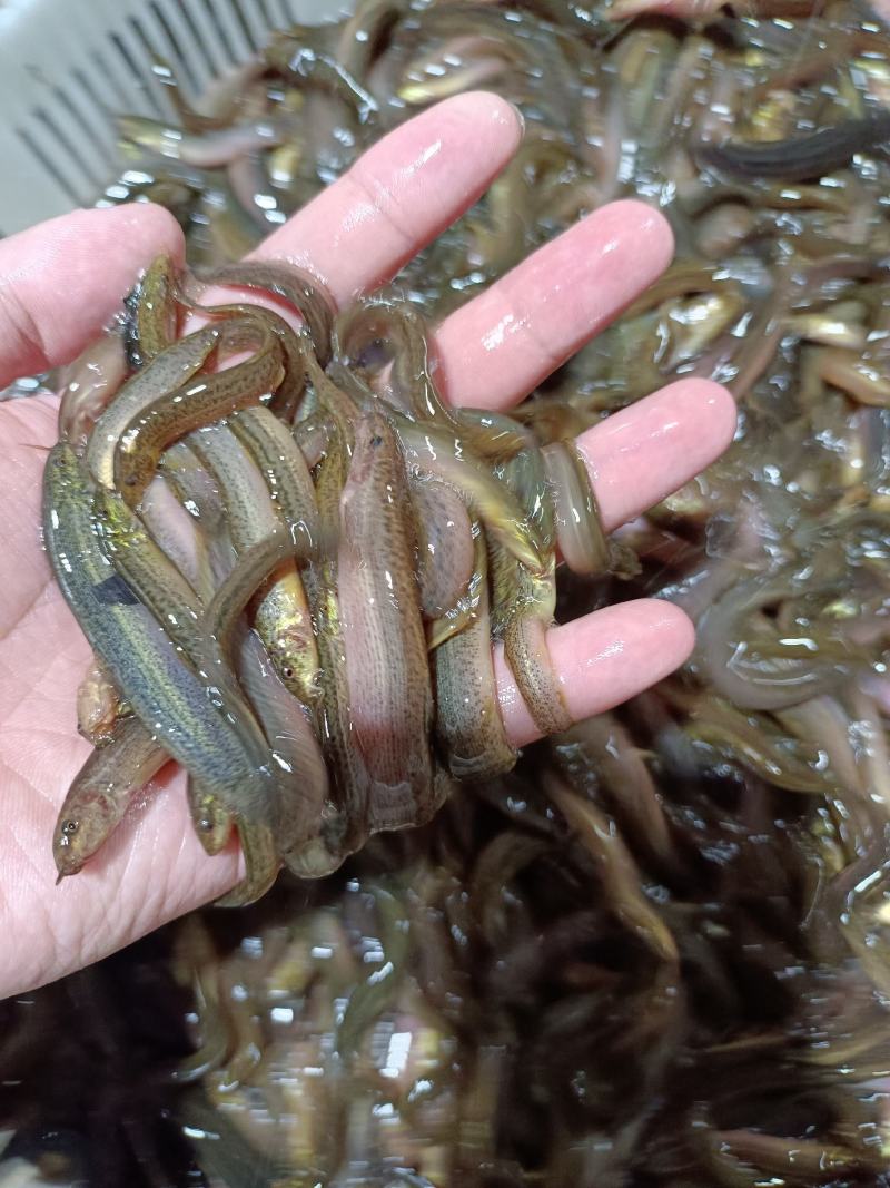 优质台湾杂交良种泥鳅苗，苗场直供，成活率高，保质保量。。