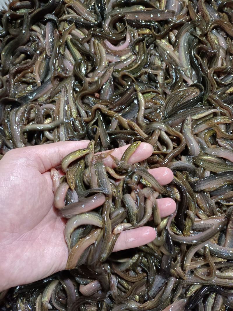 优质台湾杂交良种泥鳅苗，苗场直供，成活率高，保质保量。。