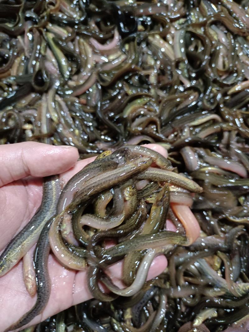 优质台湾杂交良种泥鳅苗，苗场直供，成活率高，保质保量。。