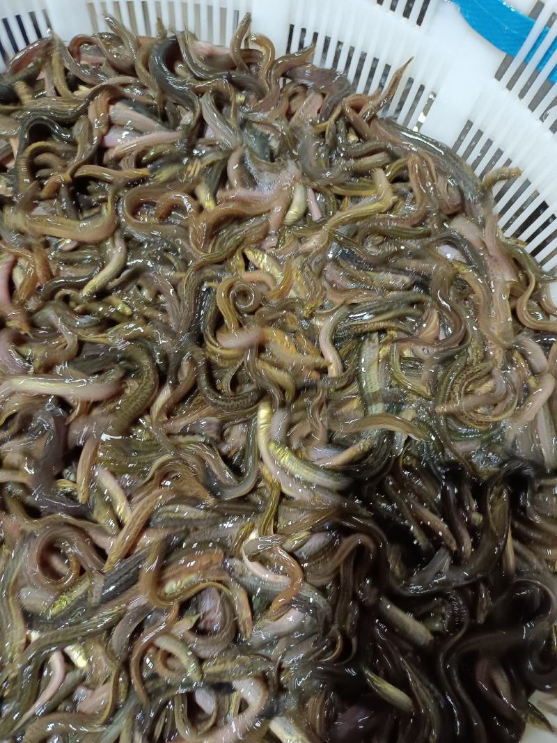 优质台湾杂交良种泥鳅苗，苗场直供，成活率高，保质保量。。