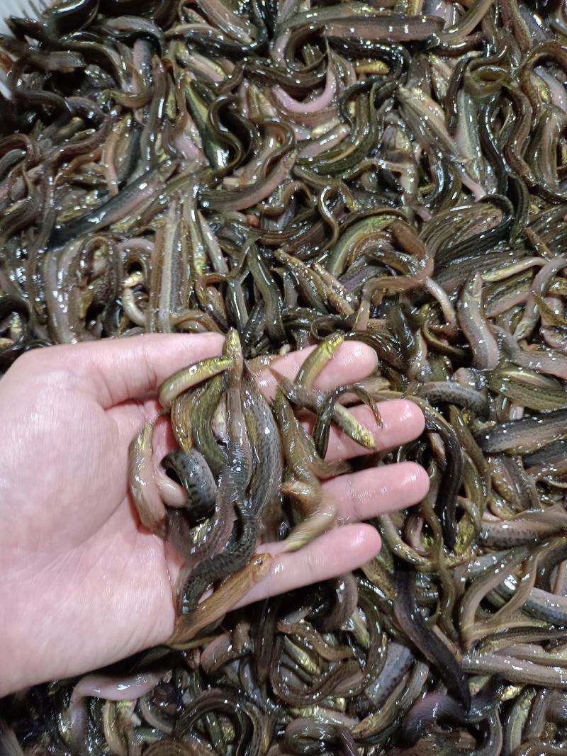 优质台湾杂交良种泥鳅苗，苗场直供，成活率高，保质保量。。