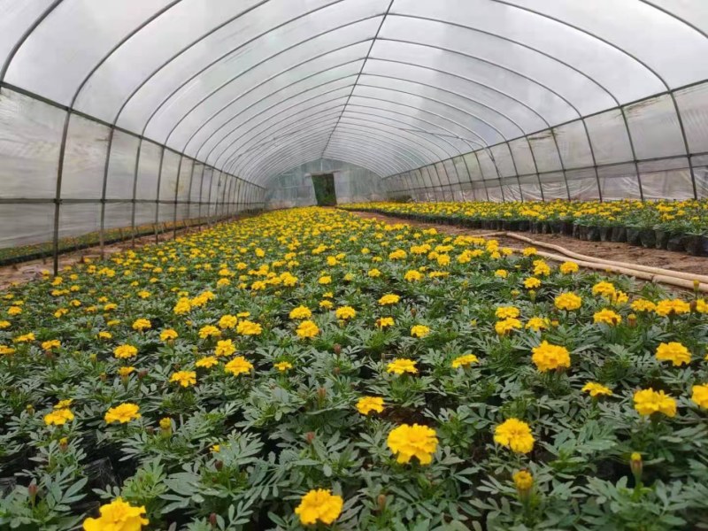孔雀草鲜艳孔雀草大量供应