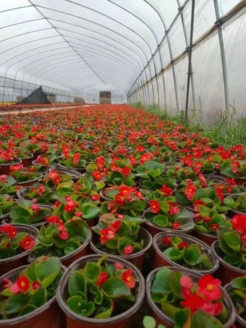 孔雀草鲜艳孔雀草大量供应