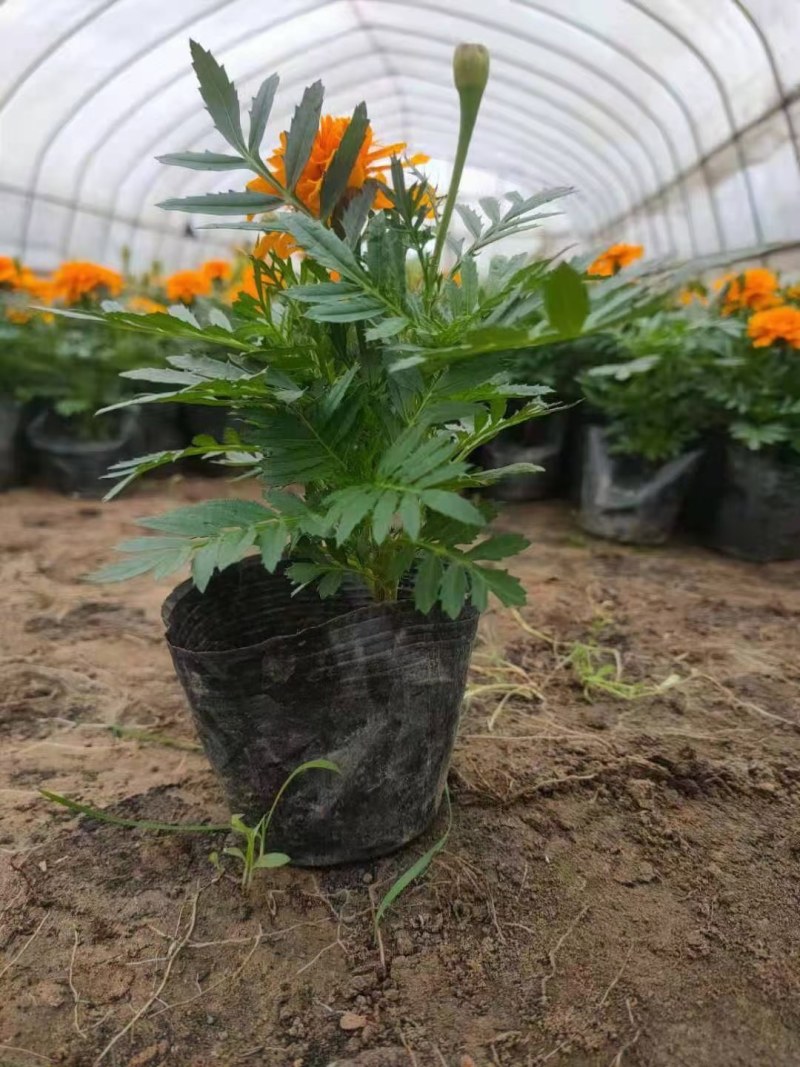 孔雀草鲜艳孔雀草大量供应