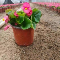 孔雀草鲜艳孔雀草大量供应