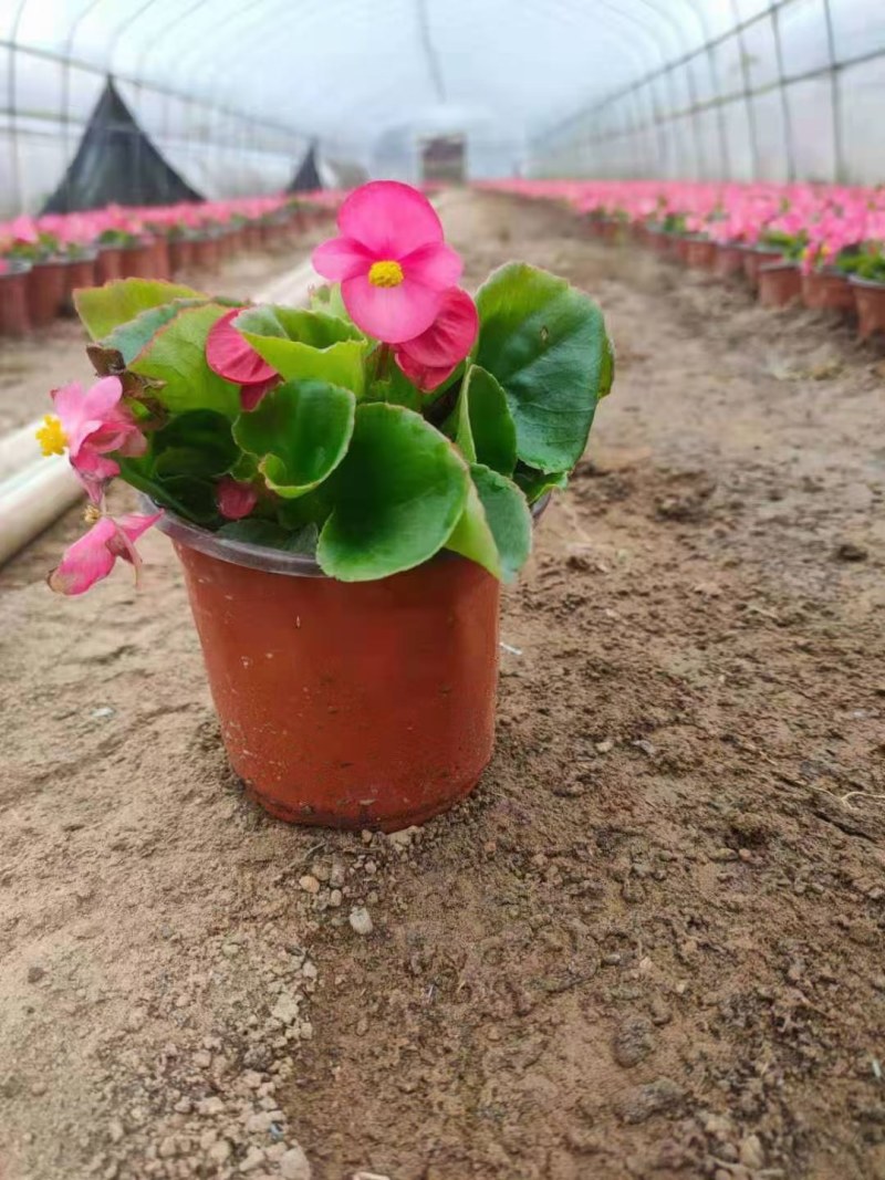 孔雀草鲜艳孔雀草大量供应