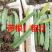 青龙火龙果苗红心火龙果青皮红肉盆栽地栽南北方种，正品。