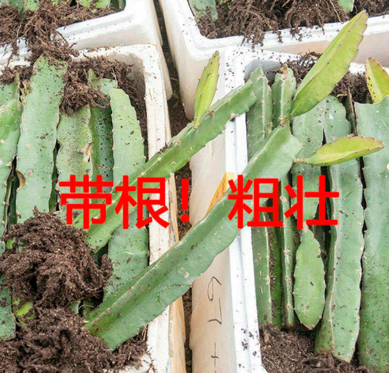 青龙火龙果苗红心火龙果青皮红肉盆栽地栽南北方种，正品。