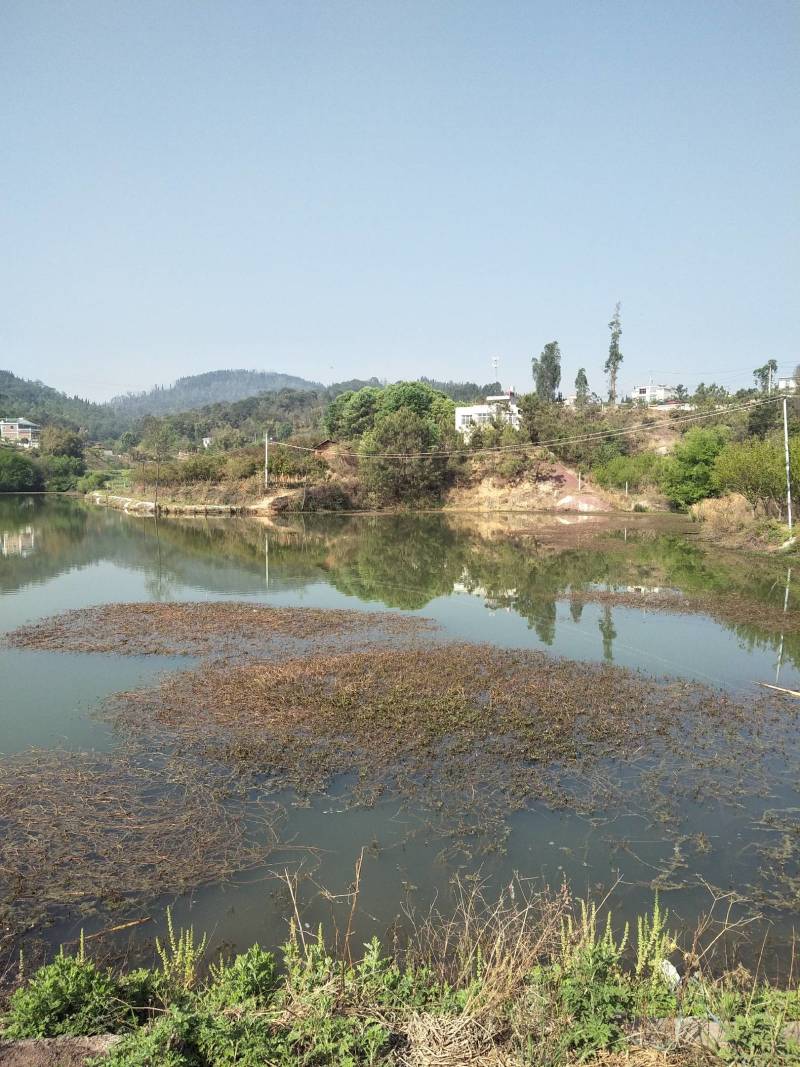 小龙虾，基地直供，提供养殖技术服务，量大可以免费送货。