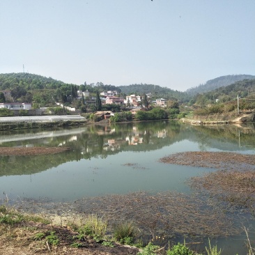 小龙虾，基地直供，提供养殖技术服务，量大可以免费送货。