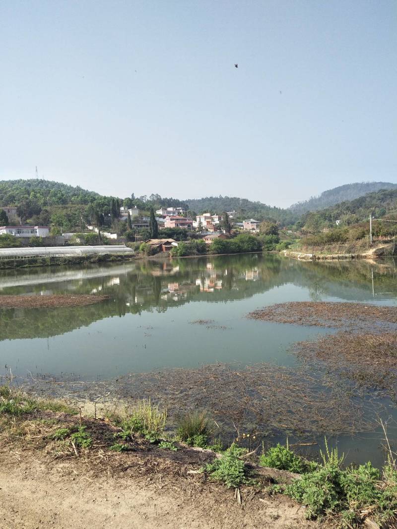 小龙虾，基地直供，提供养殖技术服务，量大可以免费送货。