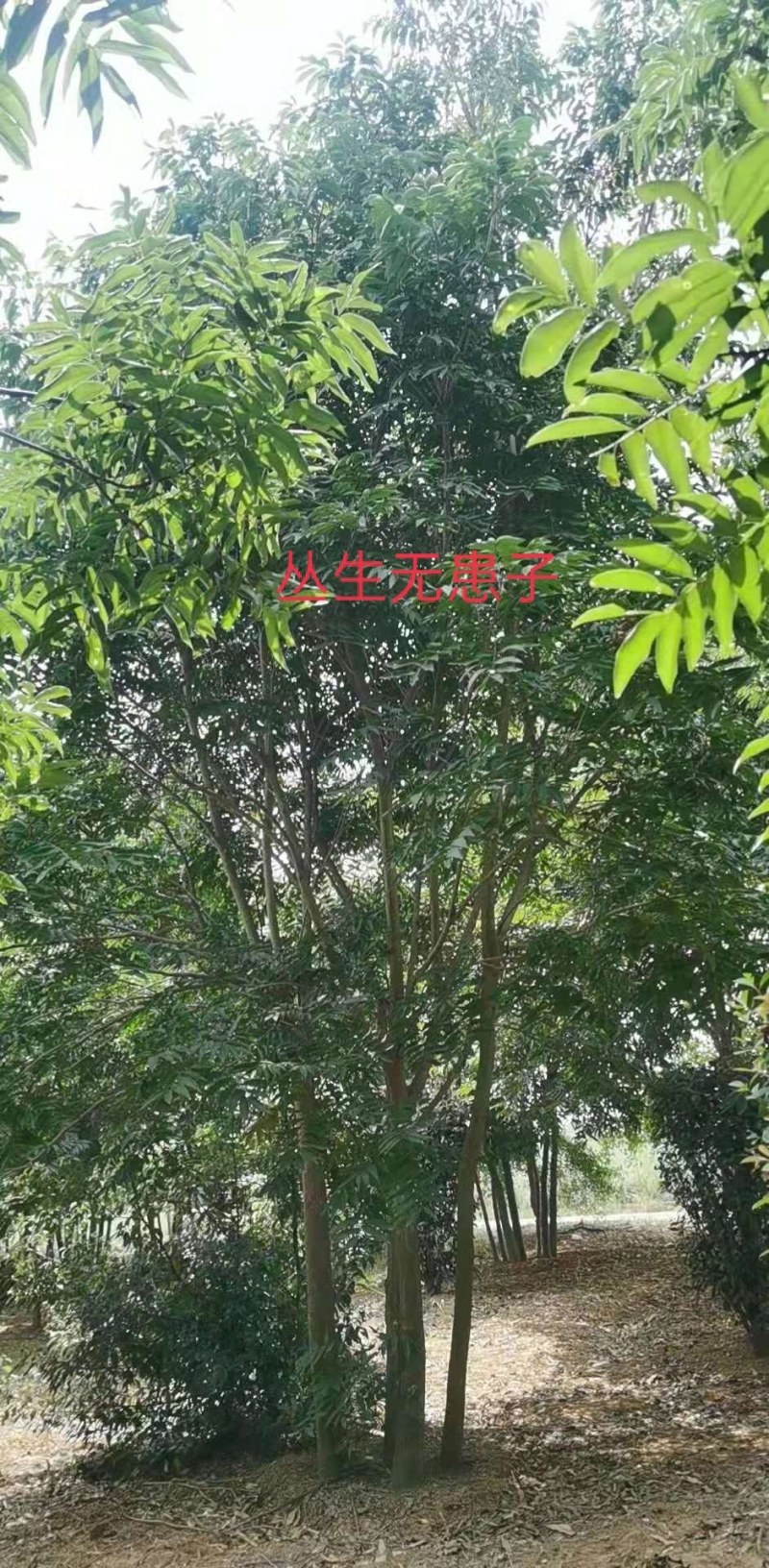 丛生无患子江西无患子大量供应