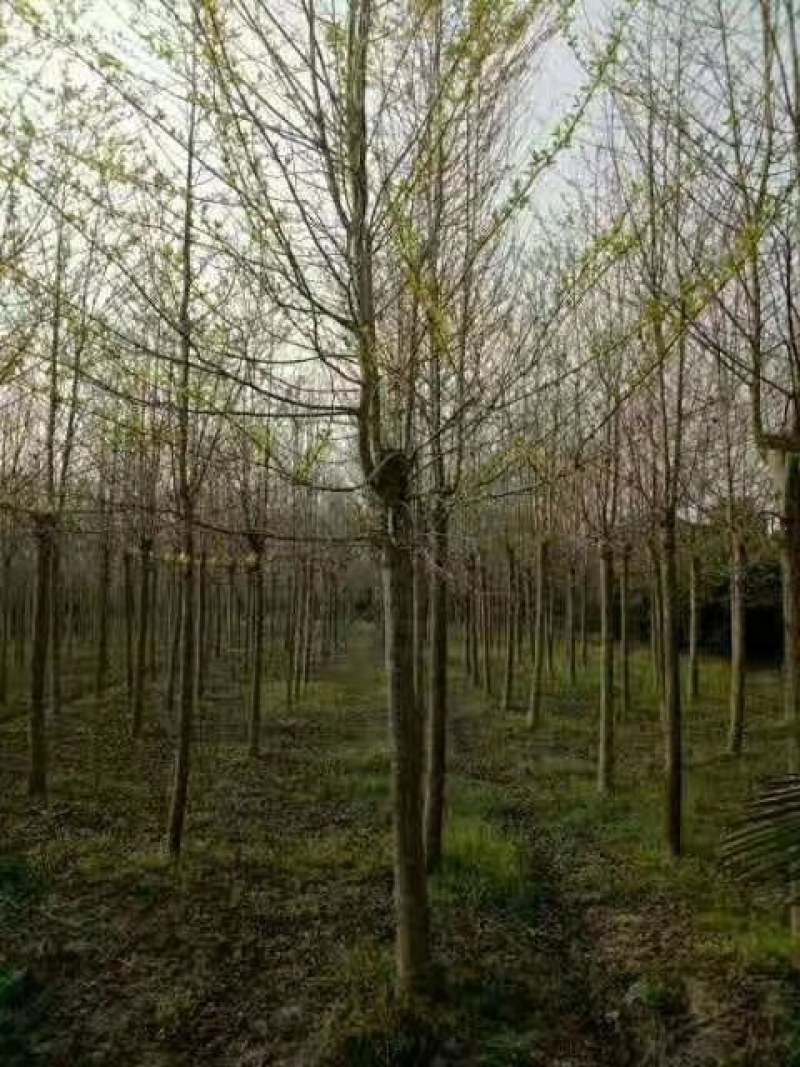 喜树江西喜树大量供应