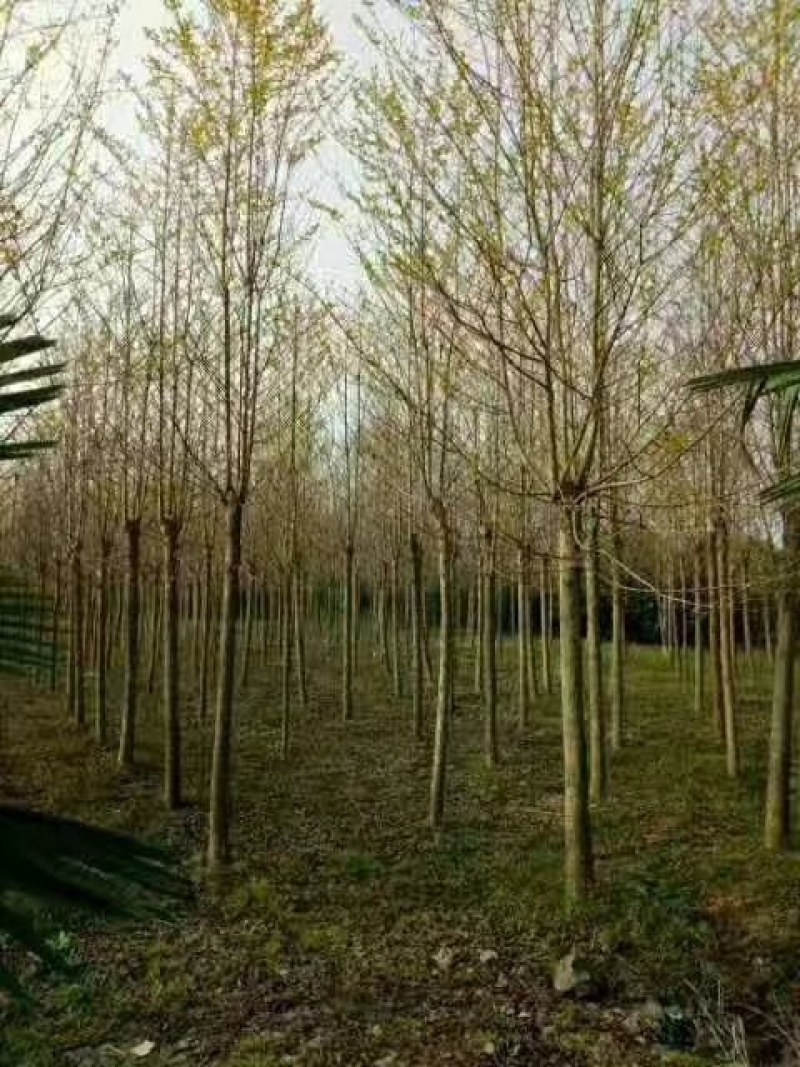 喜树江西喜树大量供应