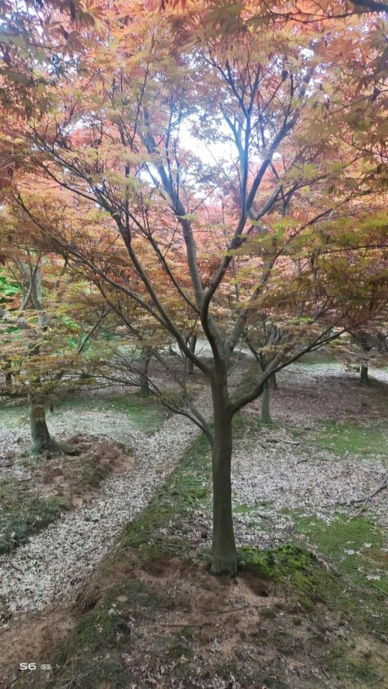 红枫大量供应江西红各种规格