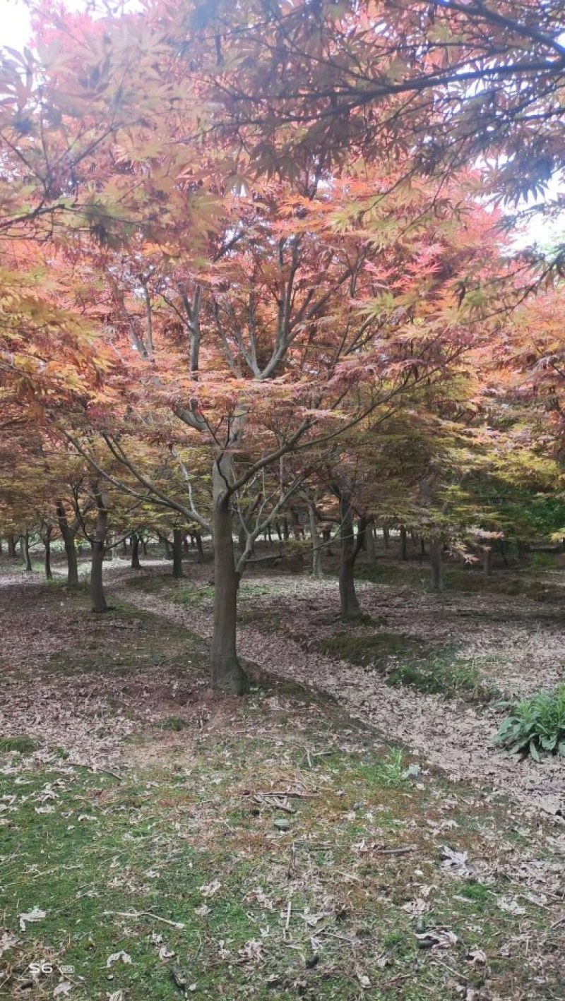 红枫大量供应江西红各种规格