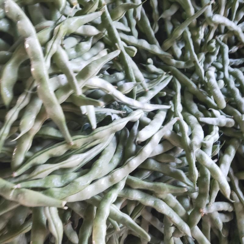 攀枝花优质蔬菜大青豆
