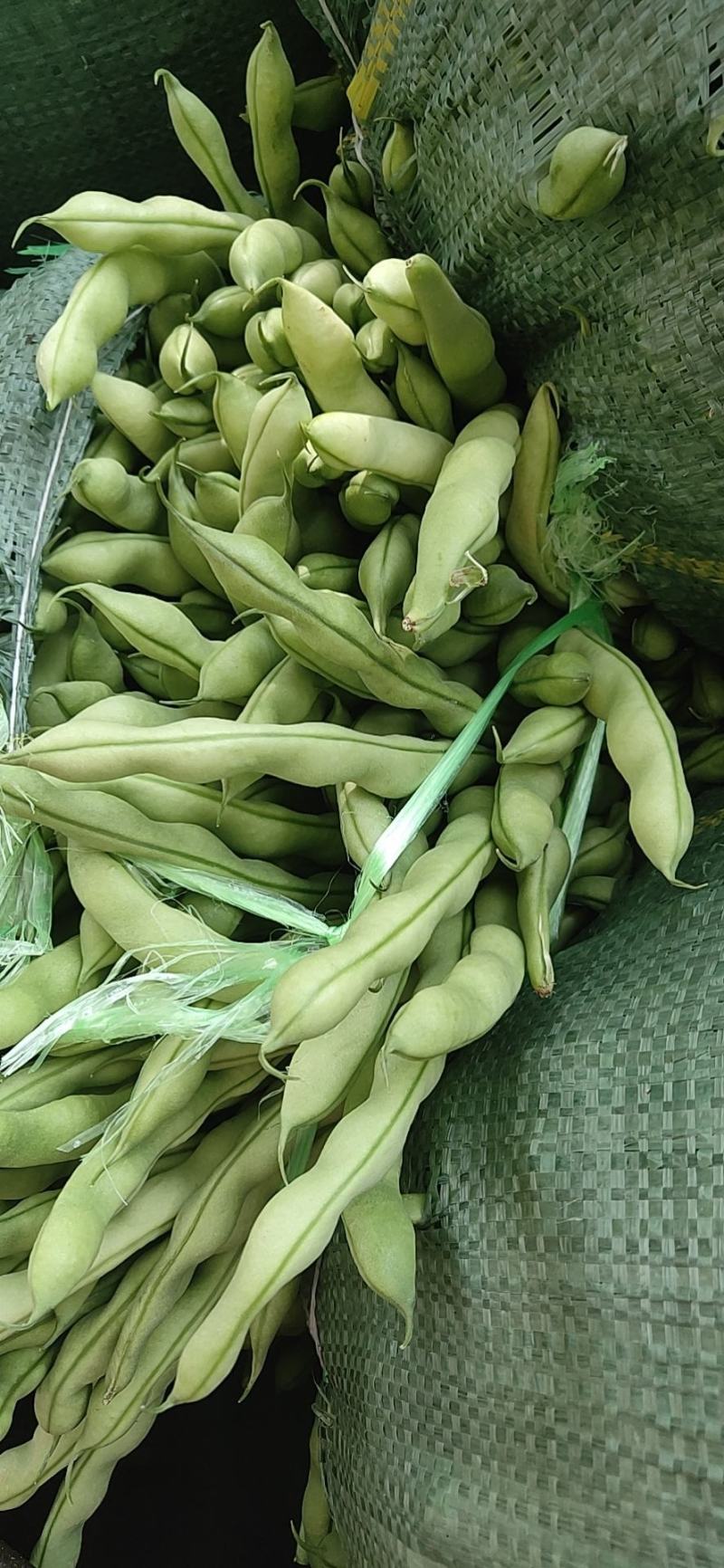 攀枝花优质蔬菜大青豆