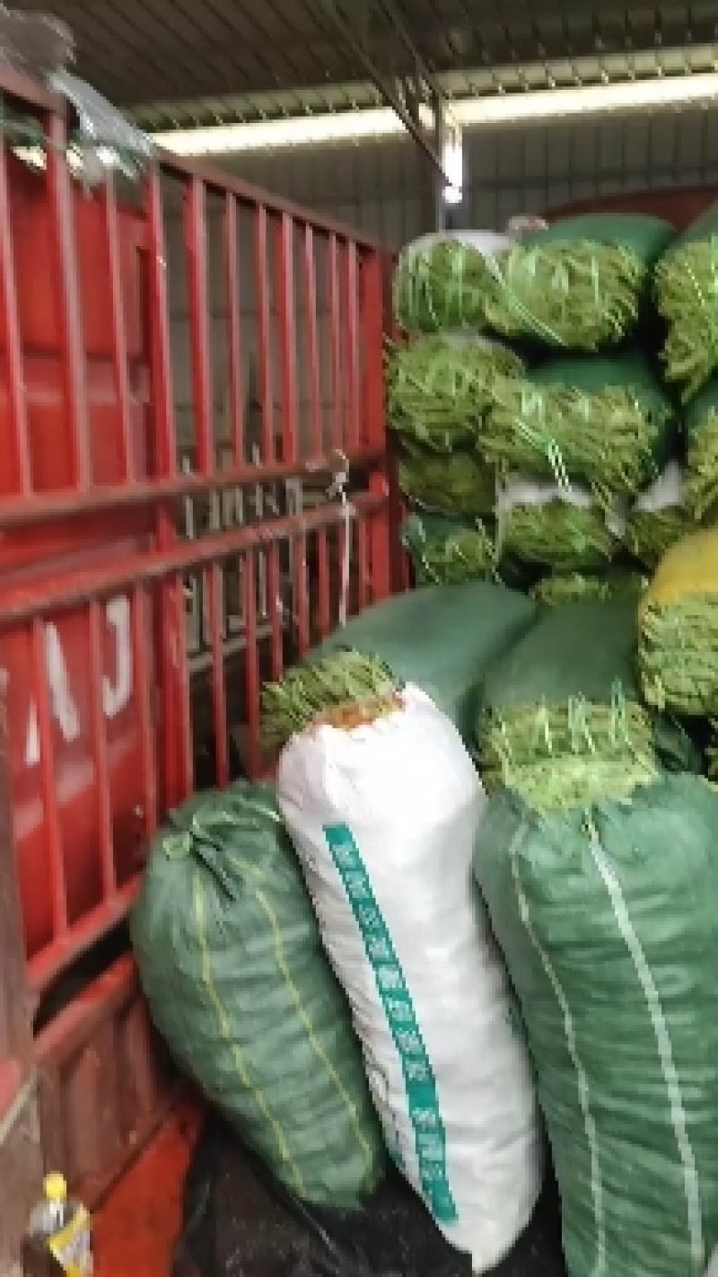 攀枝花优质蔬菜大青豆