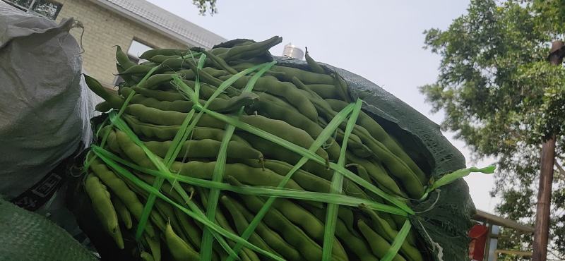 攀枝花优质蔬菜大青豆