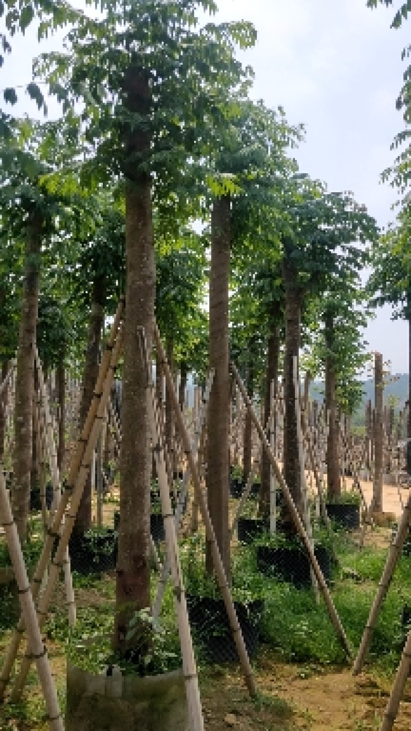 国庆花(黄山栾树)15～20，移植苗