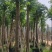 国庆花(黄山栾树)15～20，移植苗