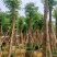 国庆花(黄山栾树)15～20，移植苗