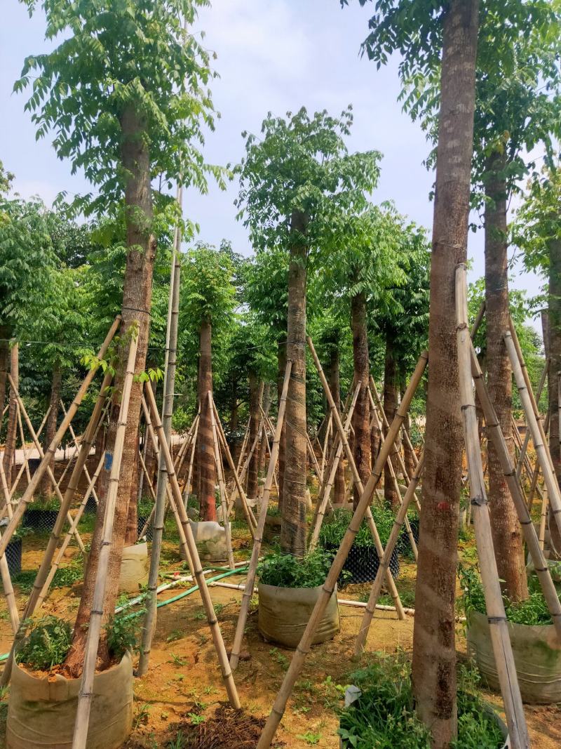 国庆花(黄山栾树)15～20，移植苗