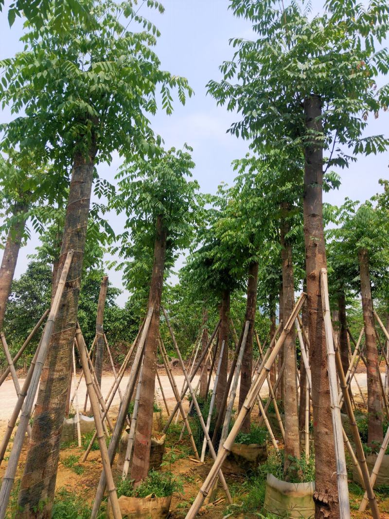 国庆花(黄山栾树)15～20，移植苗