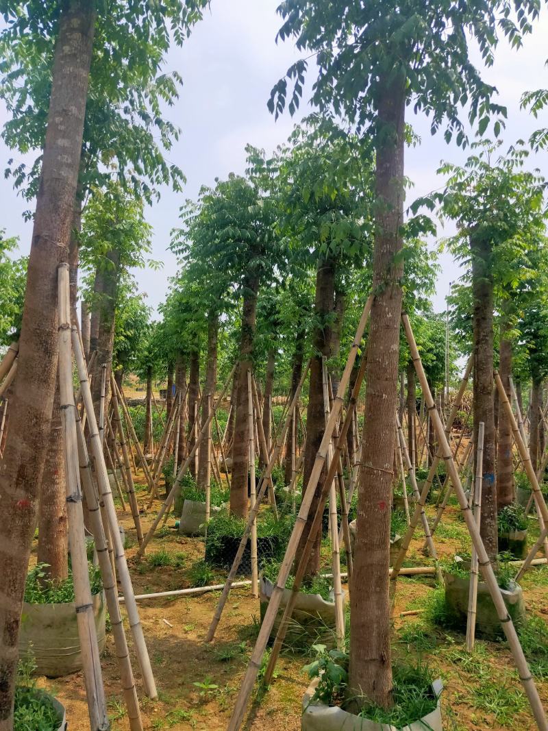 国庆花(黄山栾树)15～20，移植苗