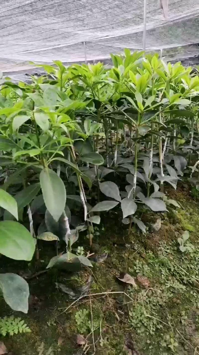 广西大红八角嫁接苗杯苗优质实生苗裸根优质实生苗杯苗