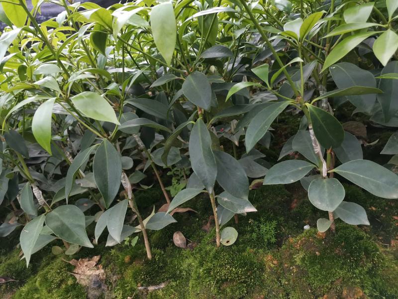 广西大红八角嫁接苗杯苗优质实生苗裸根优质实生苗杯苗